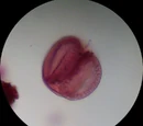 Palynology