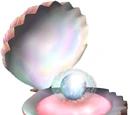 Pearly Clamclamp