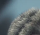 Jack (monkey)