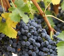Grapes