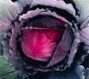 Swedish Red Cabbage