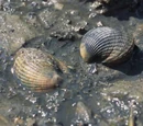 Cockles
