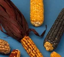 Corn