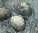 Butter clam