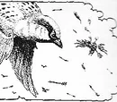 Sparra