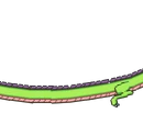 Arch Wyvern