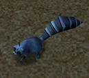 Raccoon