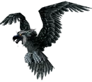 Raven
