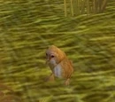 Prairie Dog Whistle
