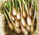 Shallot