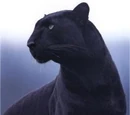 Black panther