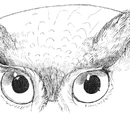 Snowy Owl