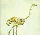 Asian Ostrich