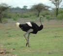 Somali Ostrich