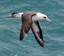 Laysan Albatross