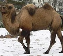 Camello