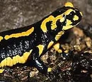 Salamandra