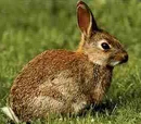 Conejo