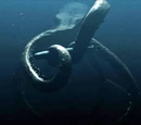 Giant Octopus