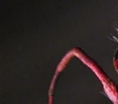 Polly Lobster