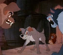 Stray Dogs