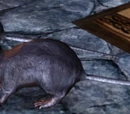 Codex entry: Rat