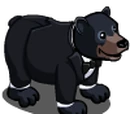Black Tuxedo Bear
