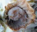 Bacterial soft rot