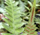 Pinnate