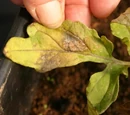 Nitrogen deficiency