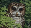 Hoole