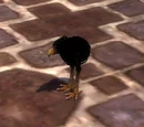 Poussin moa noir