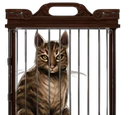 Tabby Cat