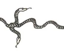 Runespoor