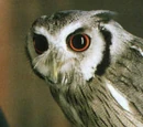 Pigwidgeon