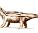Cynodont