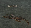 Sand Crab