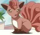 Vulpix Brocka