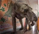 Gorgonopsid