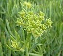 Sea vegetables