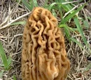 Morel