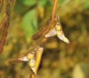 Podded vegetables