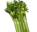 Celery