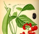 Runner bean