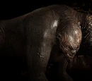 Chimera