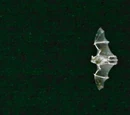 Bat