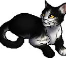 Patchpelt