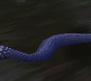 Black Kingsnake