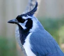 Black-throated Magpie-Jay