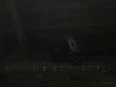 Barn Owl2.jpg